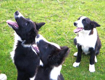 Cuccioli di border collie