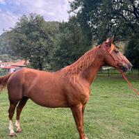 Cavalla appendix 9 anni