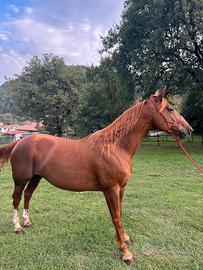 Cavalla appendix 9 anni