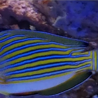 Pesce Marino