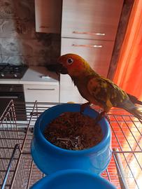 Conuro del sole