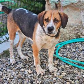 Beagle in adozione