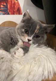 Sunny e zoe - Munchkin - Scottish fold