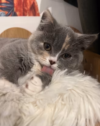 Sunny e zoe - Munchkin - Scottish fold