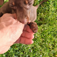 Bassotto cioccolato kaninken di tre mesi