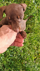 Bassotto cioccolato kaninken di tre mesi
