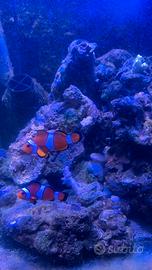 Coppia occellaris riproduttiva