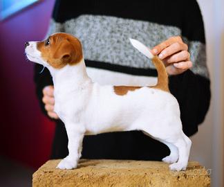 Jack russell cucciola pelo liscio