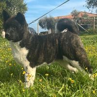 Cucciole Akita americano