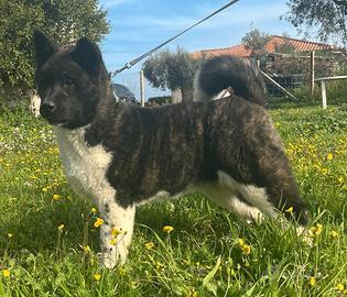 Cucciole Akita americano