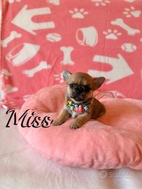 Chihuahua femmina con pedigree enci