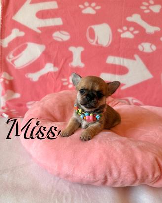 Chihuahua femmina con pedigree enci