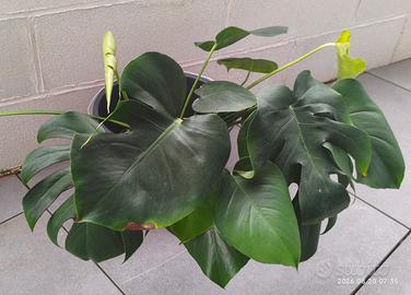 Talee di Monstera Deliciosa