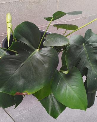 Talee di Monstera Deliciosa