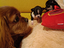 Immagine 6