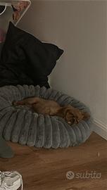 Cucciolo di Cavalier King Ruby