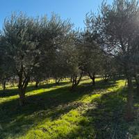 Piante ulivo 12/20 anni