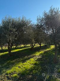 Piante ulivo 12/20 anni