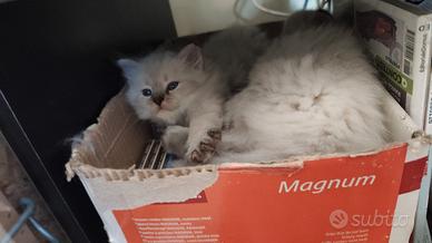 Cuccioli siberiani com pedigree