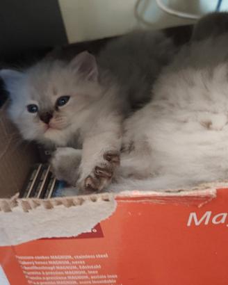 Cuccioli siberiani com pedigree