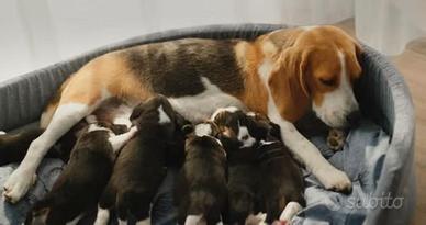 Beagle stupendi
