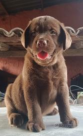 Cuccioli di Labrador chocolate