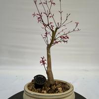 Bonsai Deshojo