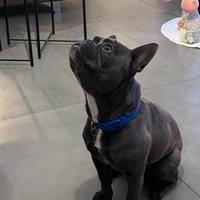 Bull dog francese
