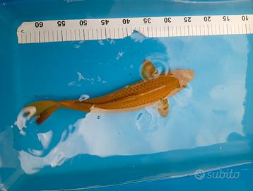 Koi carpe
