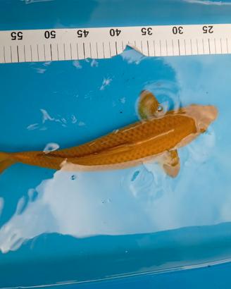 Koi carpe