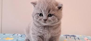 Masschio british shorthair