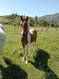 Cavallo