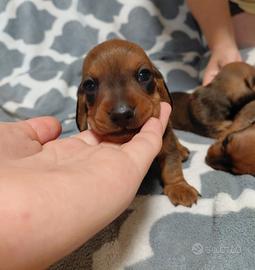 Cuccioli Bassotto Nano pedigree