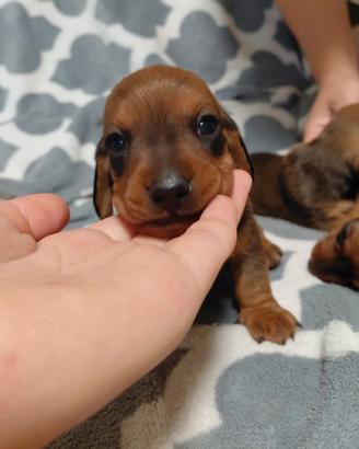 Cuccioli Bassotto Nano pedigree