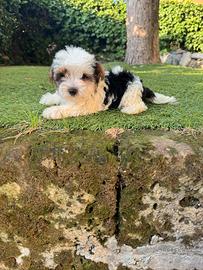 Yorkshire Toy maschio cucciolo