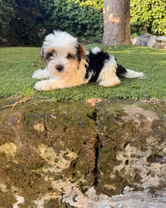 Yorkshire Toy maschio cucciolo