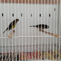 Canarino femmina spagnolo