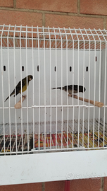 Canarino femmina spagnolo