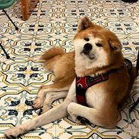 Accoppiamento Akita inu