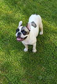 Cucciola di Bulldog Francese