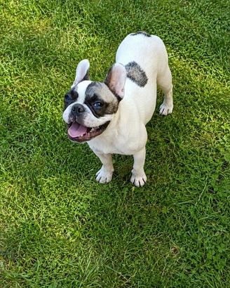 Cucciola di Bulldog Francese