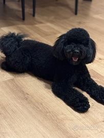 Barboncino nano maschio per monta