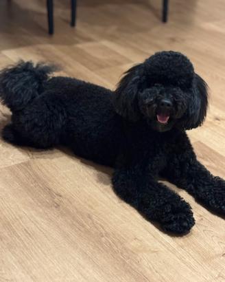 Barboncino nano maschio per monta