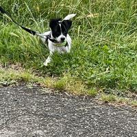 Cucciolo Maschio di 5 mesi