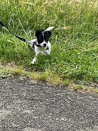 Cucciolo Maschio di 5 mesi