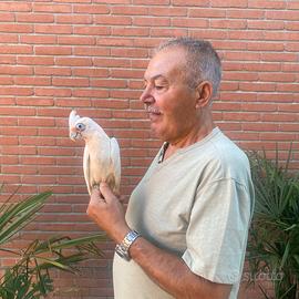Pappagallo Cacatua Sanguinea Baby