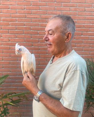 Pappagallo Cacatua Sanguinea Baby