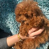 Femmina mini toy barboncino red