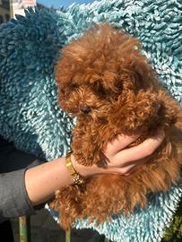 Femmina mini toy barboncino red