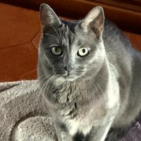 Do in adozione miccia